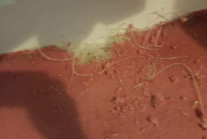 destroyed carpet