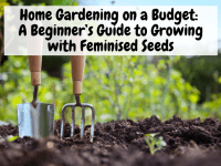 Home Gardening on a Budget A Beginner’s Guide to Growing with Feminised Seeds