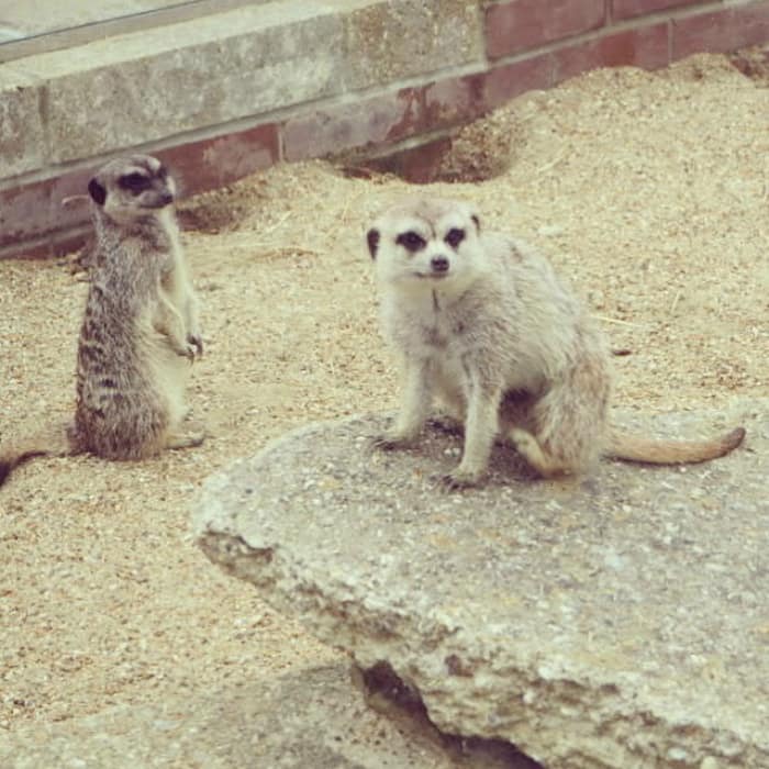 Meerkats at Monkey Haven