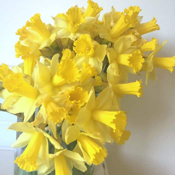 Amazing bargain daffodils