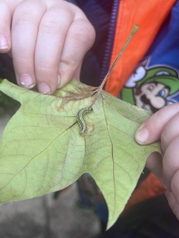 Caterpillar on a leaf